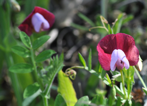 Lathyrus clymenum